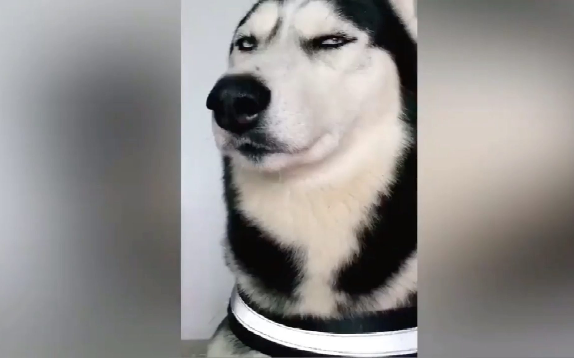 二哈搞笑视频合集～藐视一切的眼神,你是上帝拍下来惩罚我的吗?