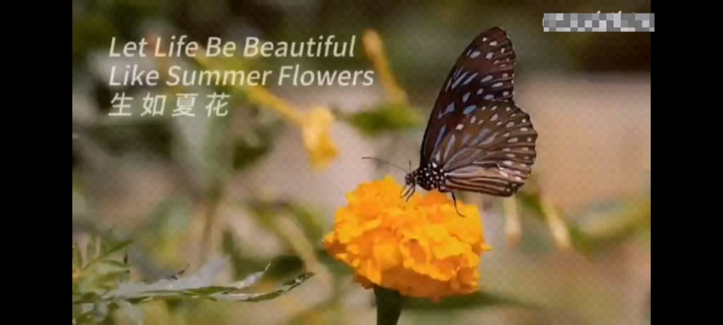 [图]纠音期末作业Let Life Be Beautiful Like Summer Flowers（生如夏花）By Tagore