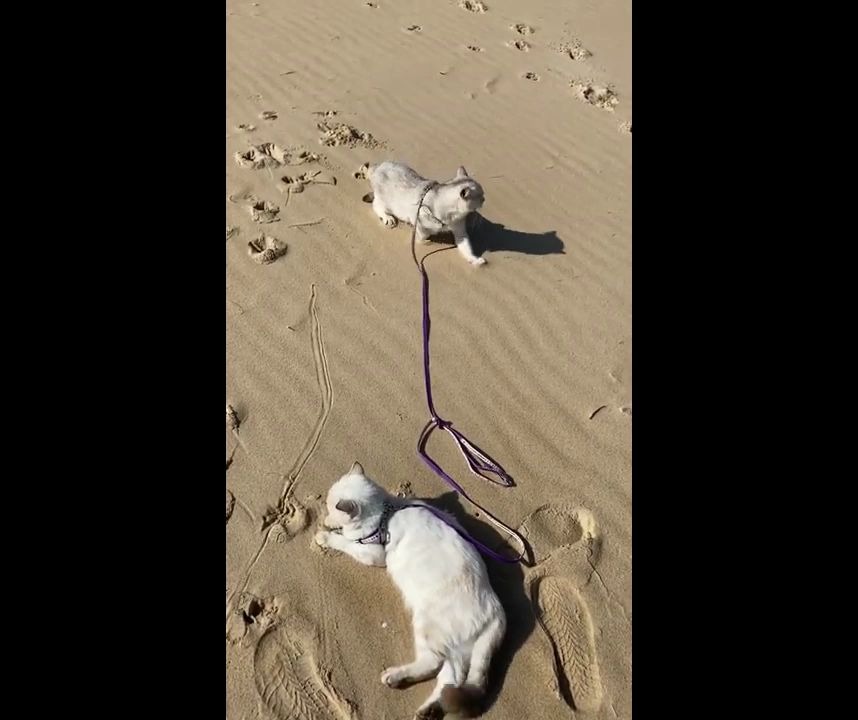 小猫咪费力拖着肥猫咪走,这画风让人喷饭_哔哩哔哩 (゜-゜)つロ 干杯