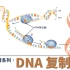 生物科普系列：DNA复制 | DNA的复制过程动画演示