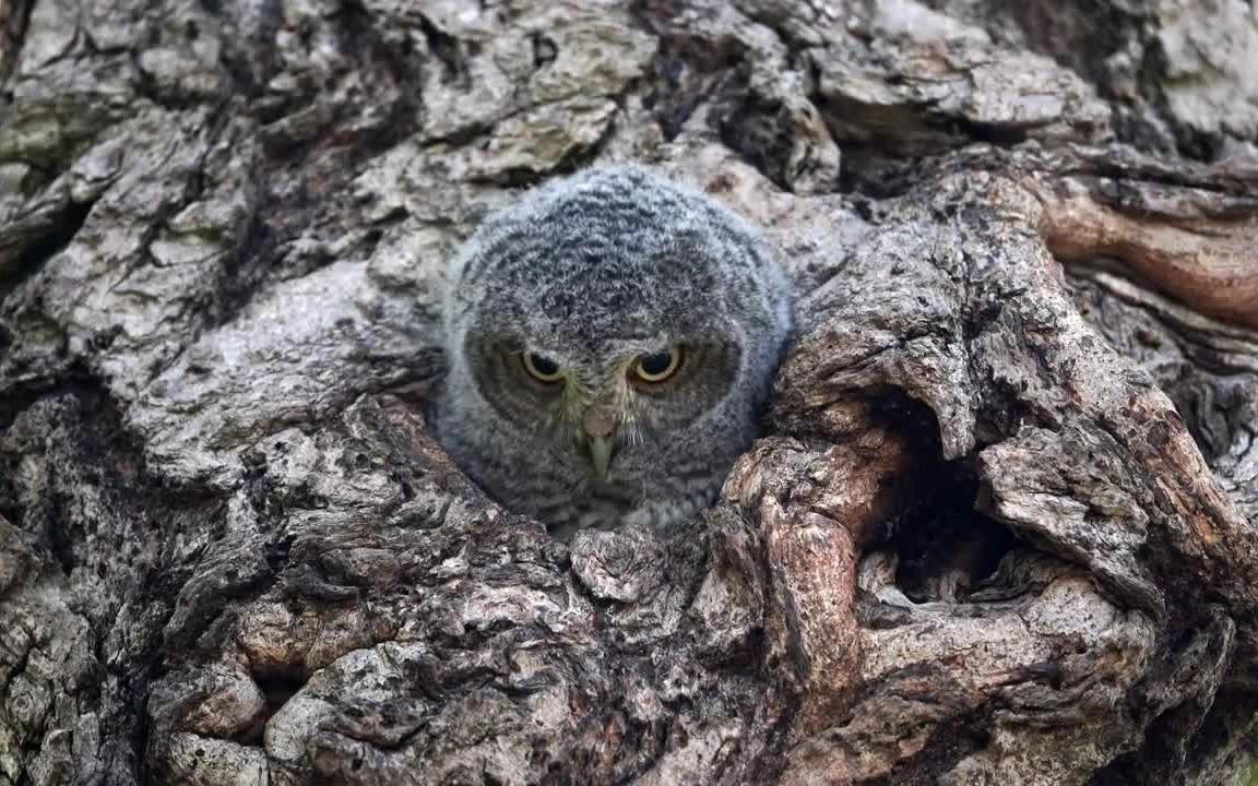你见过刚出生的猫头鹰吗?