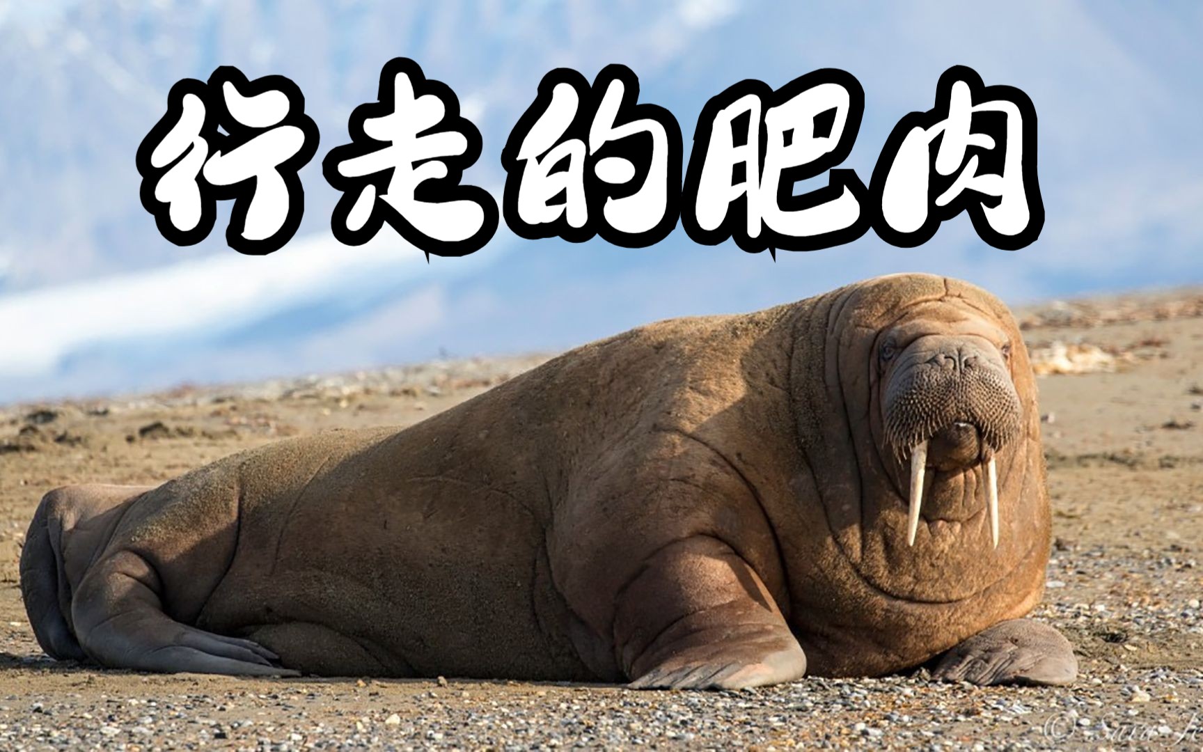 肥胖臃肿的身体,犹如一坨会行走的肥肉
