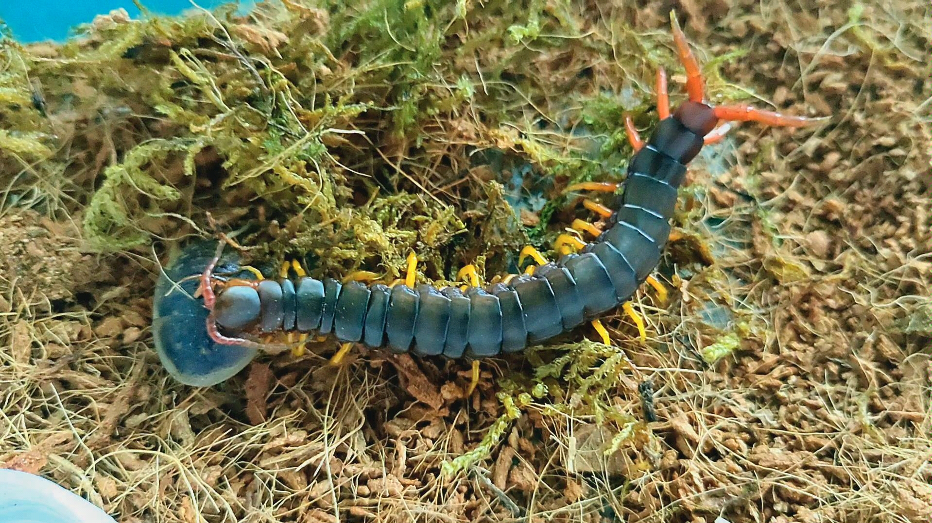 撸一撸云南鎏金蜈蚣