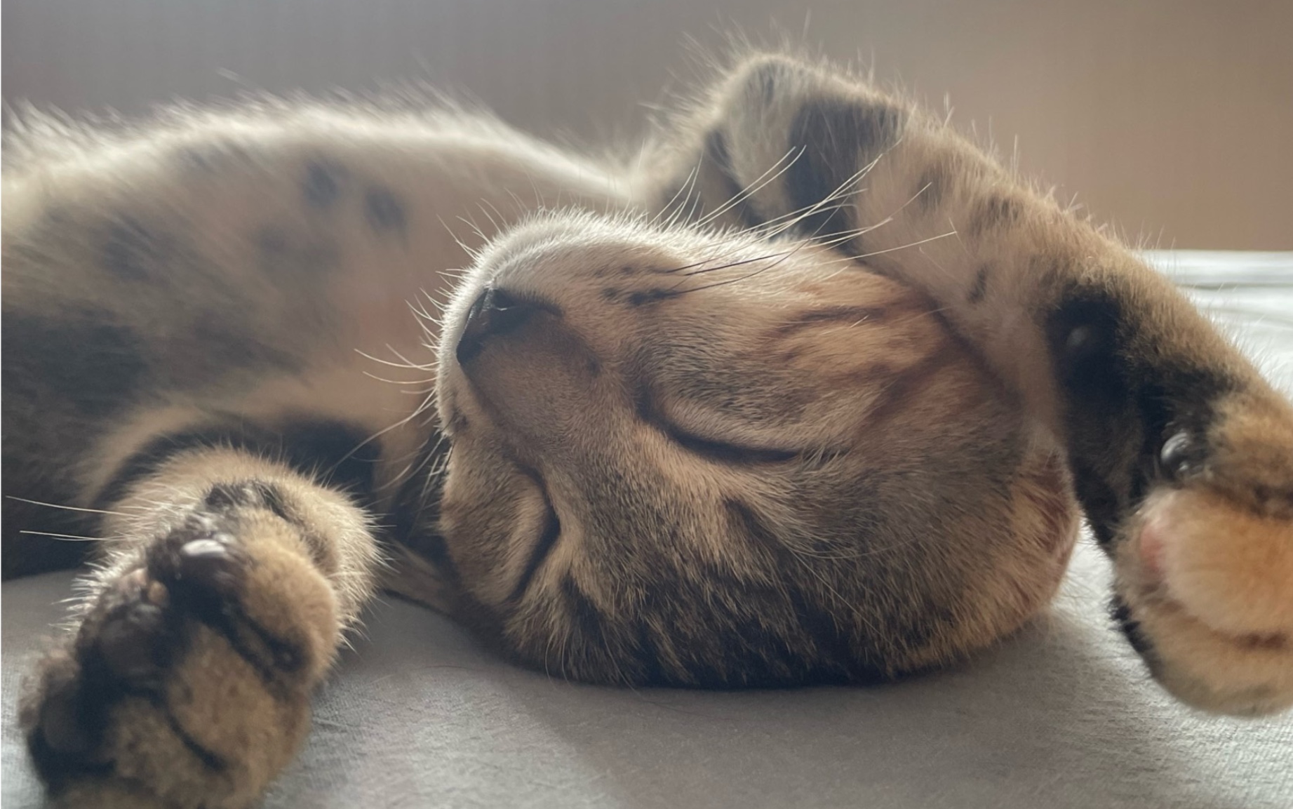 小狸花麻球的来历