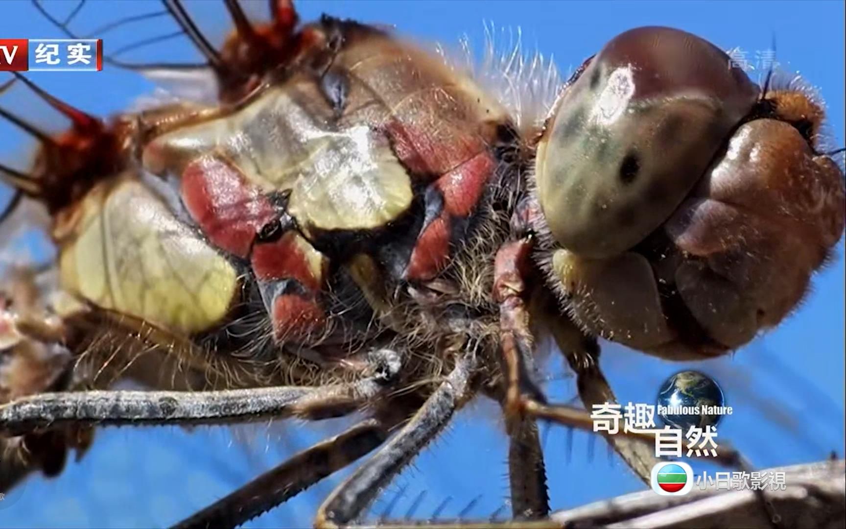 [图]【纪录片】昆虫的进化+大象女王