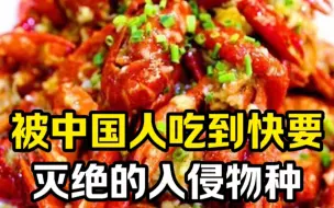 Descargar video: 被中国人吃到快要灭绝的入侵物种