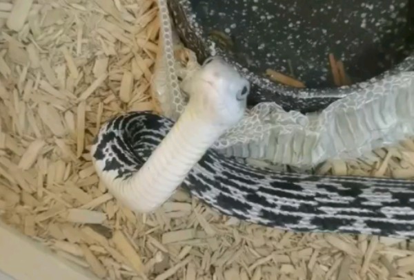 【王锦蛇】好奇心巨重的家伙(((*°▽°*)八(*°▽°*)))78