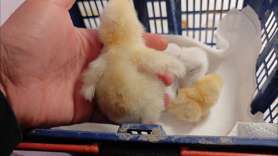 刚出壳的婆罗门鸡苗圆滚滚毛茸茸的太可爱了