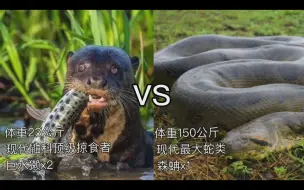 Скачать видео: 巨水獭vs森蚺！鼬科顶级掠食者vs现代最大蛇类