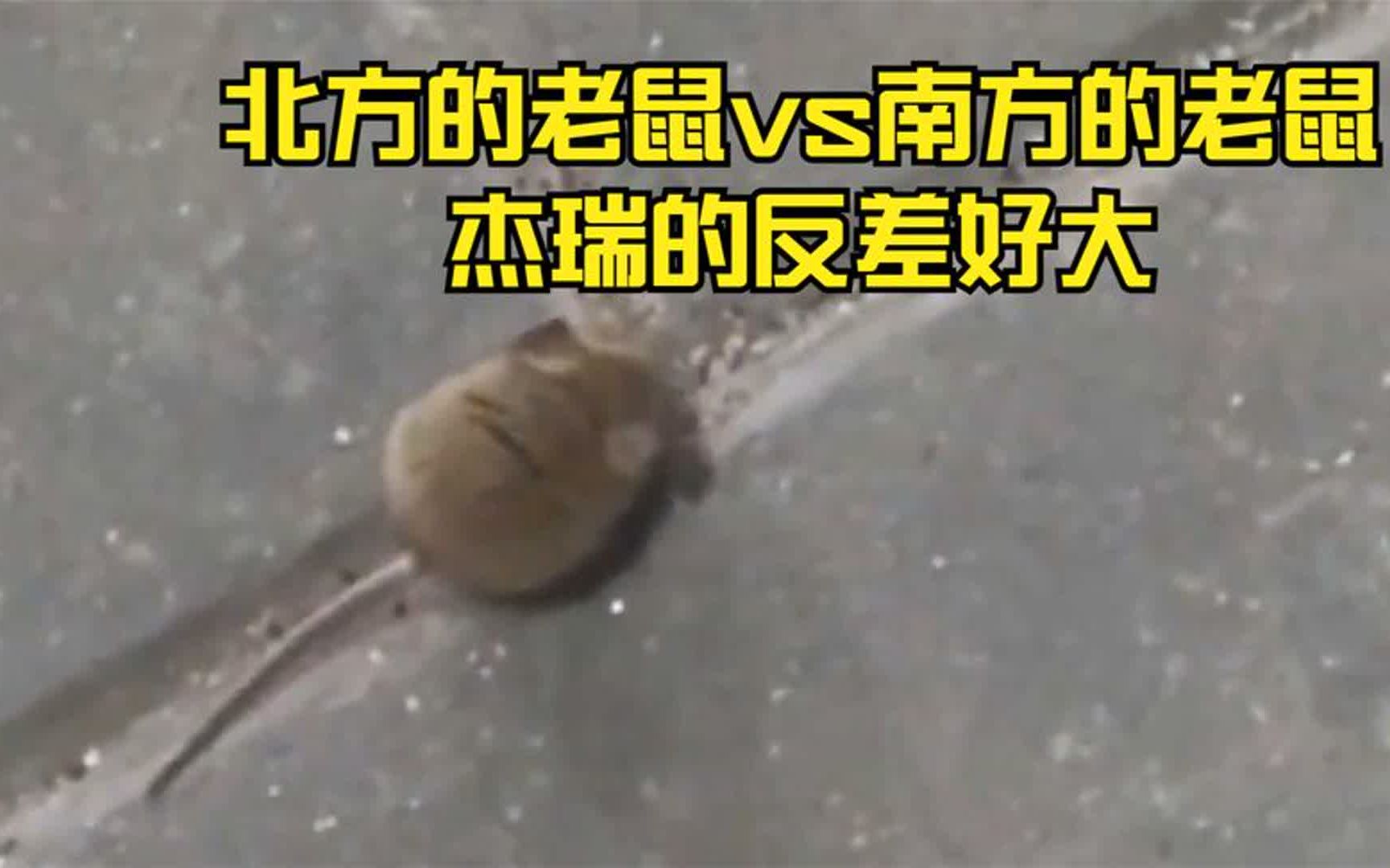 [图]北方的老鼠vs南方的老鼠，杰瑞的反差好大，猫猫看了都会害怕吧