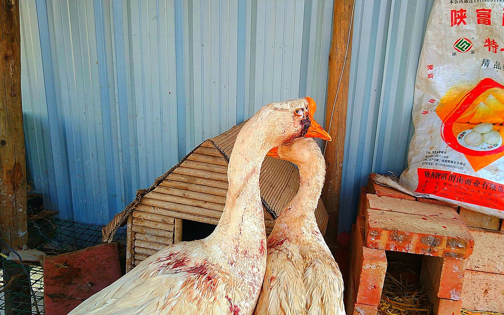 大白鹅被咬成重伤,什么东西这么厉害,说了怕是没人信