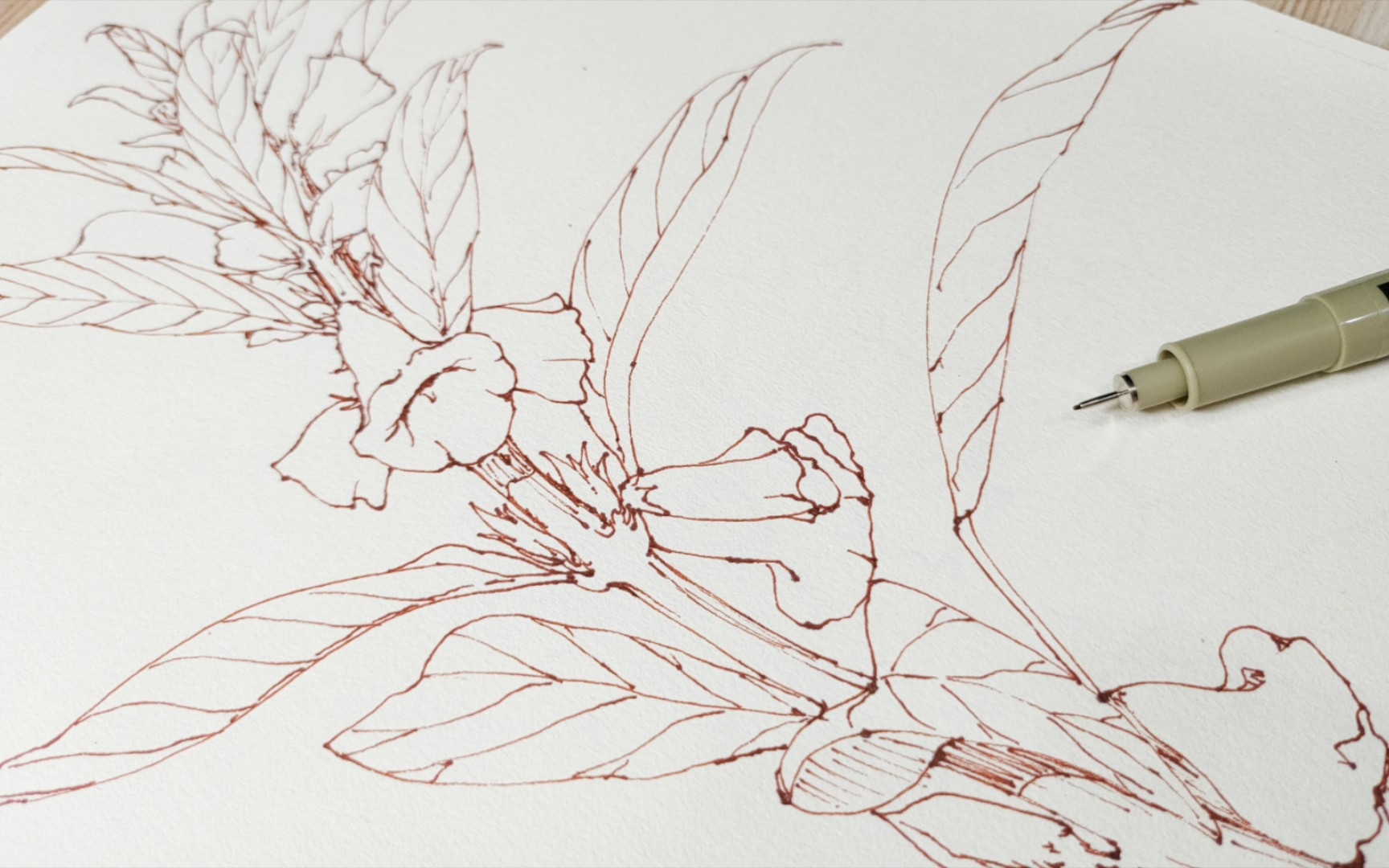 芝麻开花节节高～芝麻花线稿