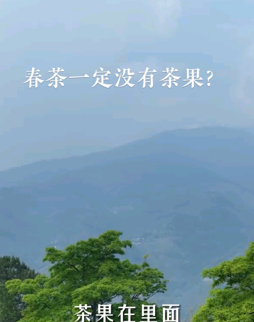 怎么买到真正的春茶?春茶一定没有茶果.哔哩哔哩bilibili