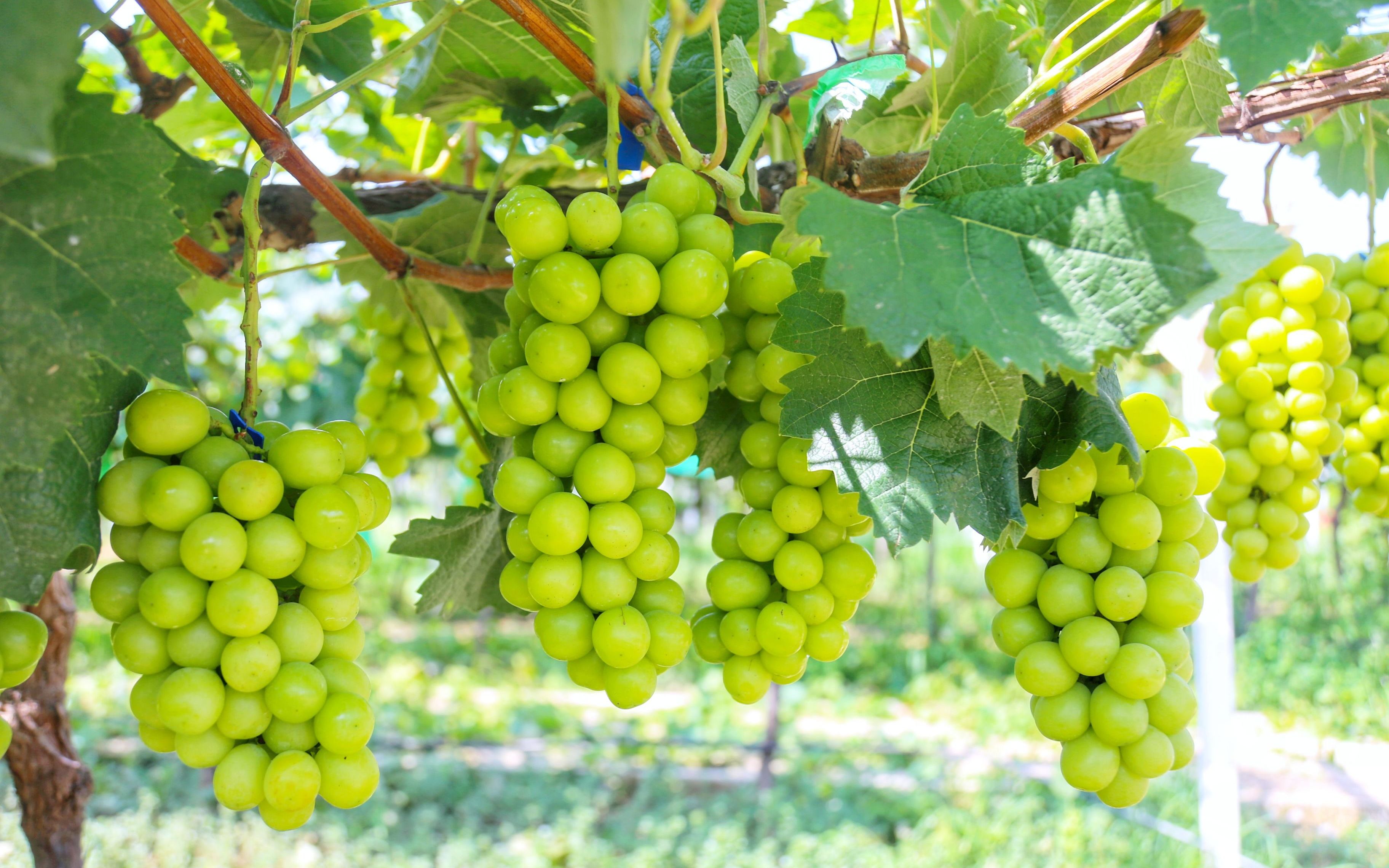 法国:葡萄园里安装车轨,未来农业科技化趋势