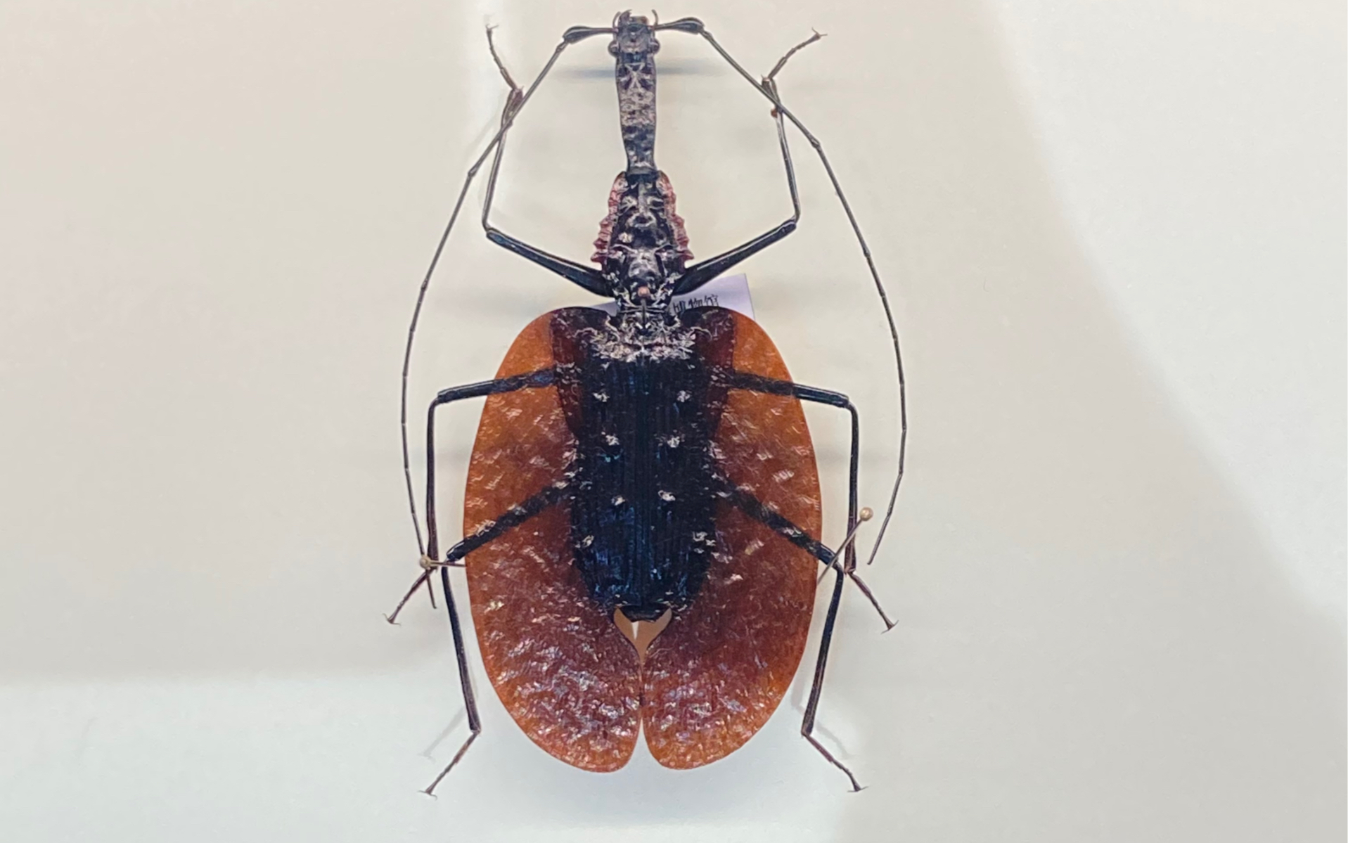 a visit to the nature museum insect exhibition