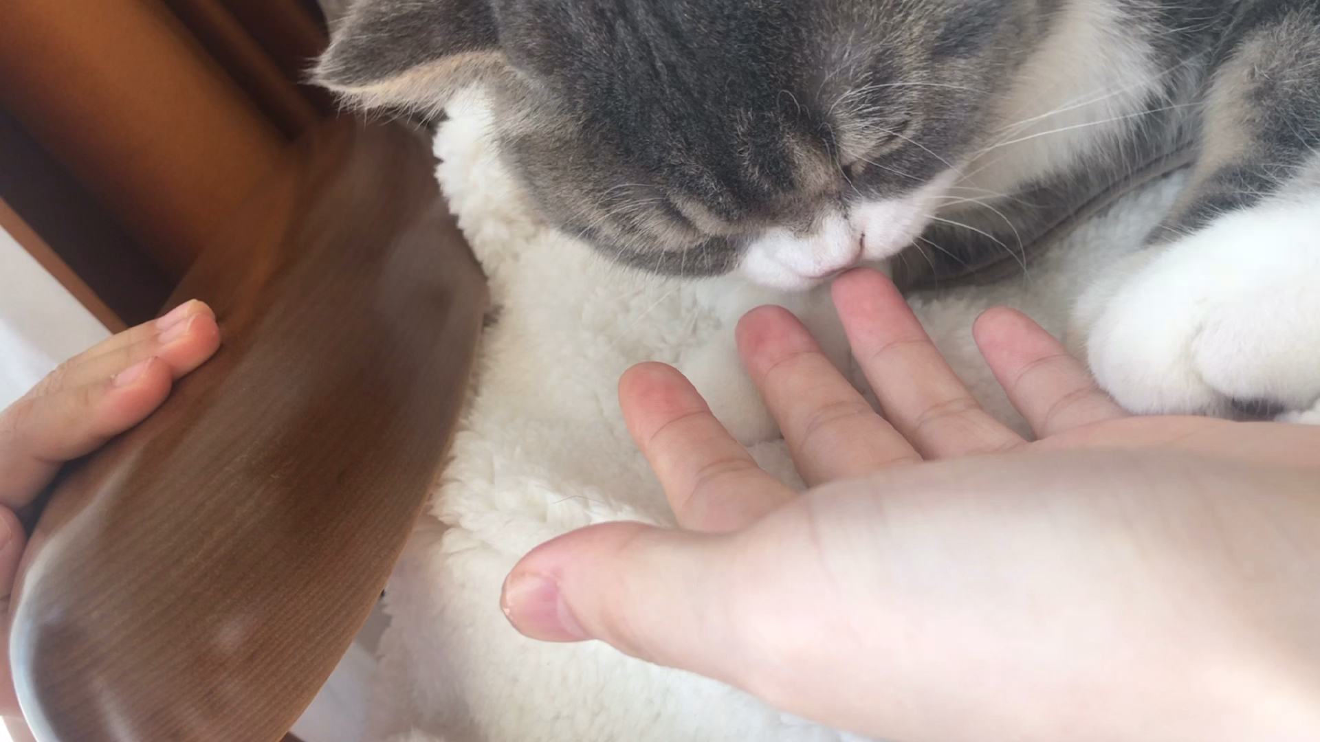 人形猫薄荷被啃了一手口水x