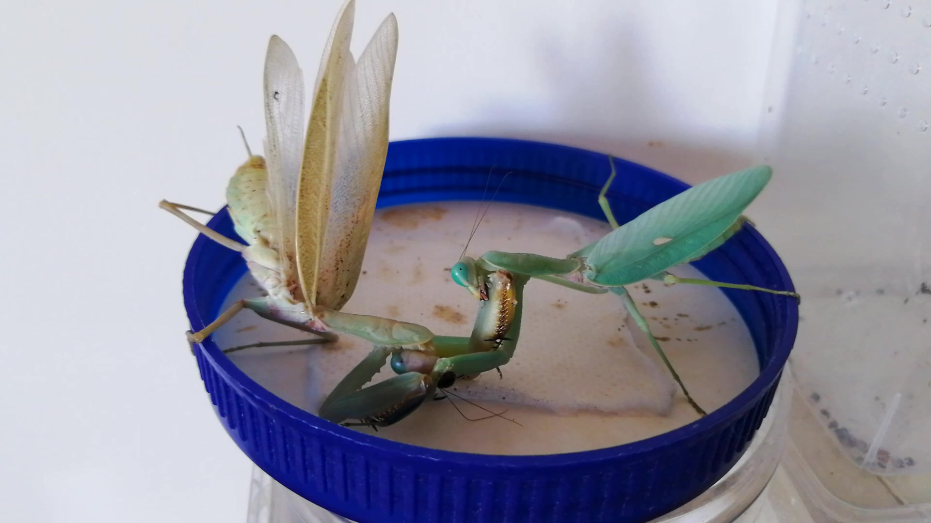 多刺斧螳活吃多刺斧螳_哔哩哔哩 (゜-゜)つロ 干杯~-bilibili