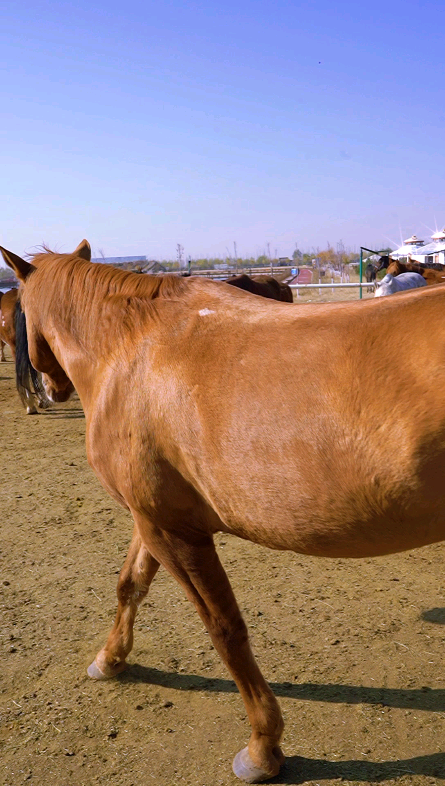 枣骝马如果你喜欢一匹马不要试图追它