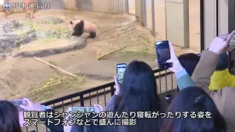 滚滚 上野动物园熊猫香香公开亮相 哔哩哔哩 つロ干杯 Bilibili