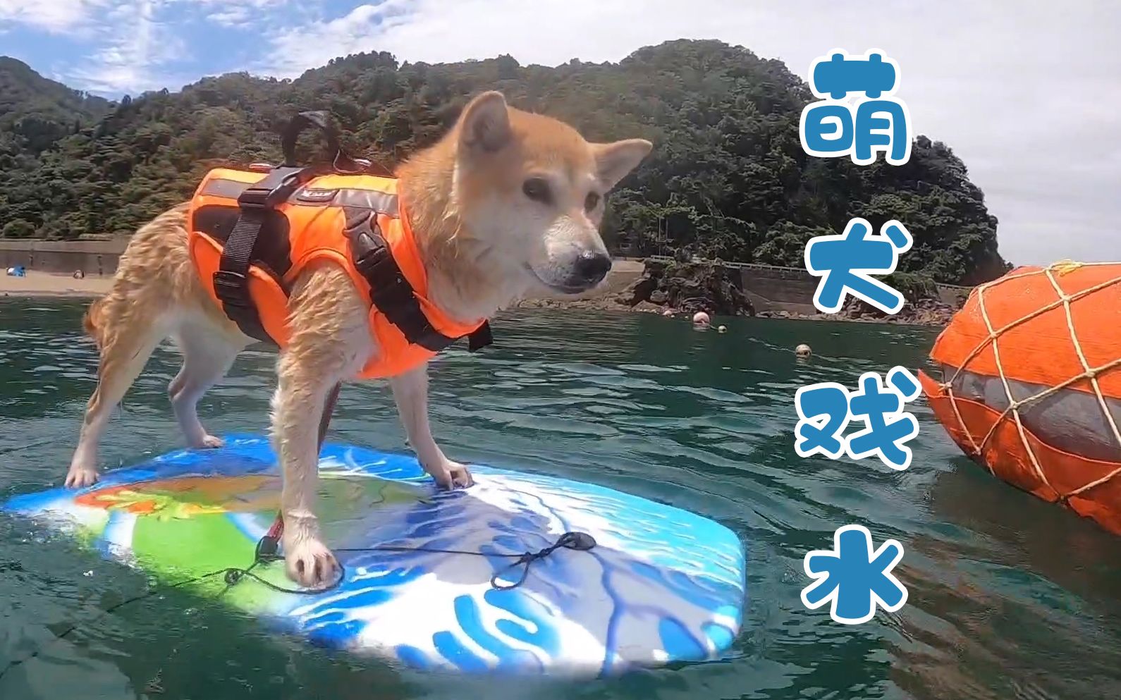 柴犬在水里玩得欢,上水后却对爸爸放屁【柴犬小春】200801_哔哩哔哩