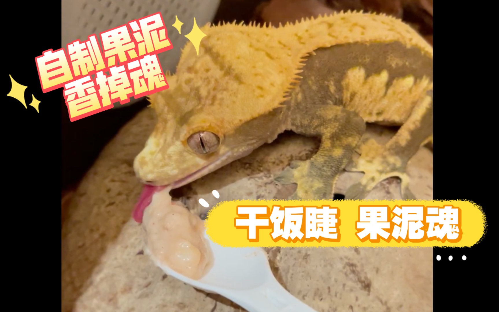 睫角守宫糯叽叽的自制果泥大口干