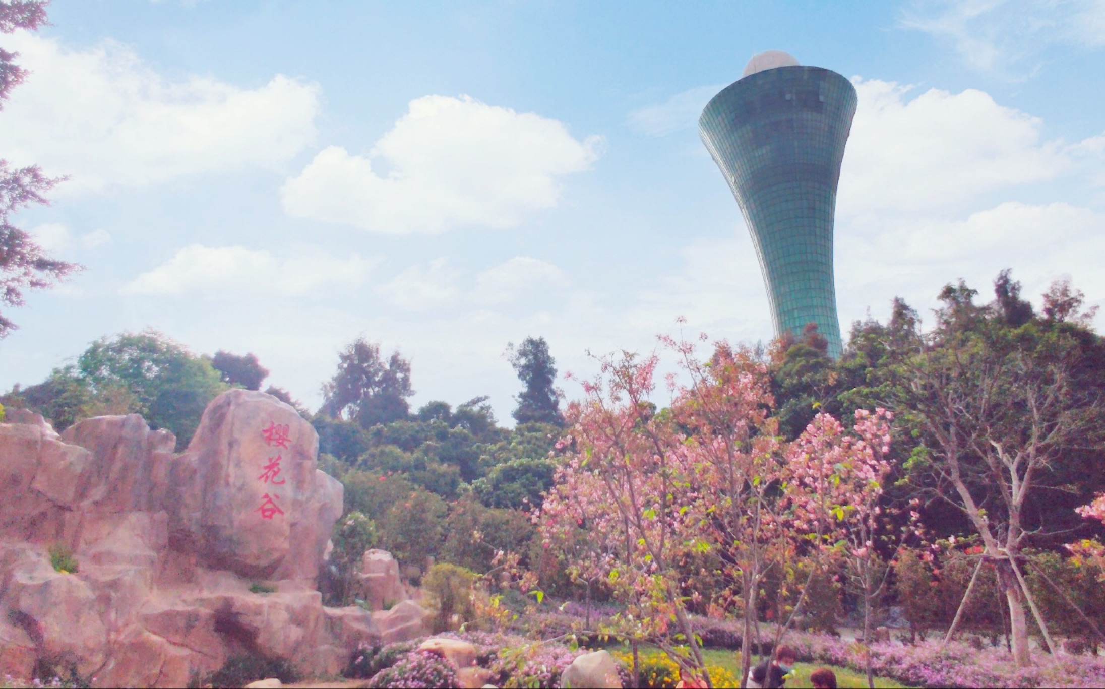 厦门的樱花开啦‖狐尾山樱花谷—山海健康步道