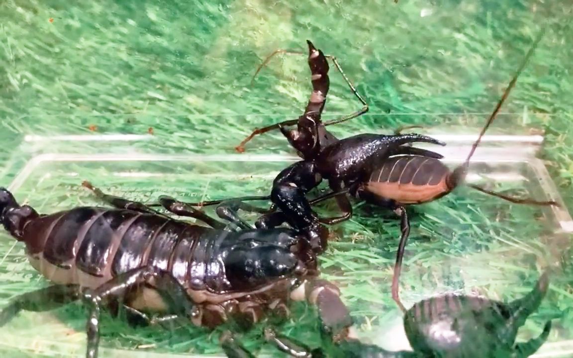 沙漠蝎子vs雨林蝎图片