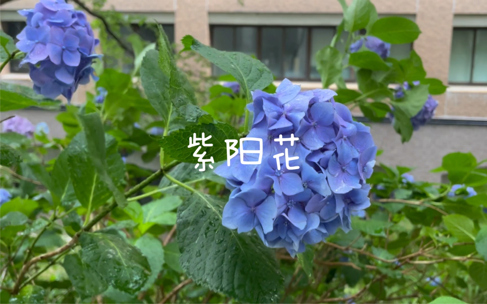 在紫阳花凋谢的季节.哔哩哔哩bilibili