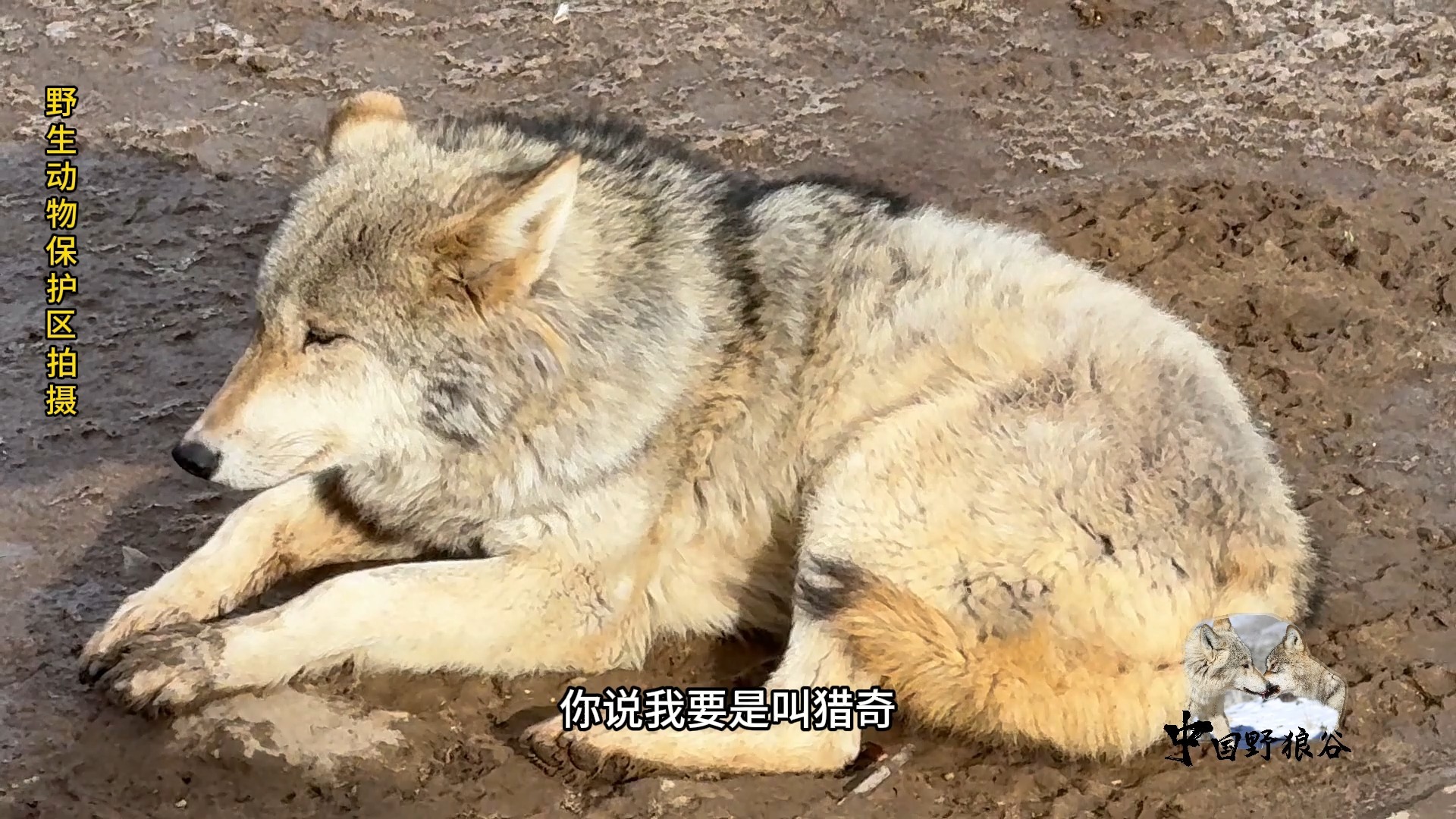 当在狼身边叫它害怕的名字-中国野狼谷-中国野狼谷-哔哩哔哩视频
