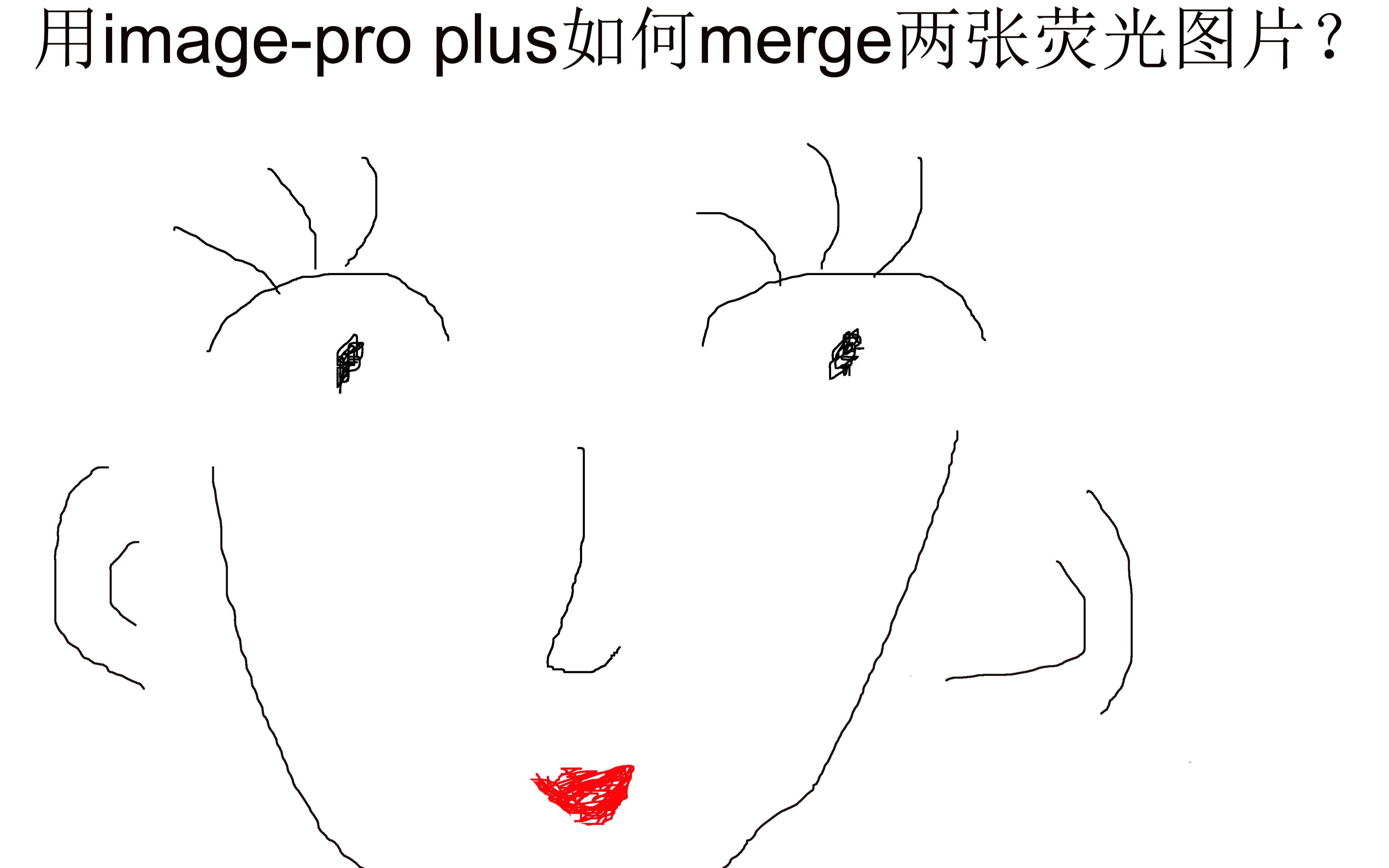 用imagepro plus 如何merge两张荧光图片?哔哩哔哩bilibili