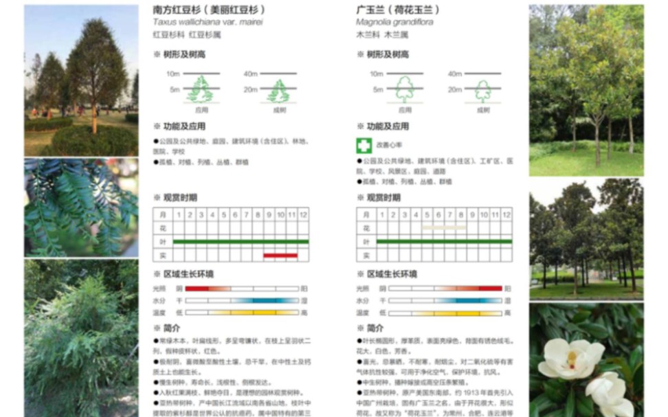 景观设计很有用的功能型植物图册,重要信息图示化,即使外行也能一眼看懂!唯一十三五教材植物图册,真的拯救景观人哔哩哔哩bilibili