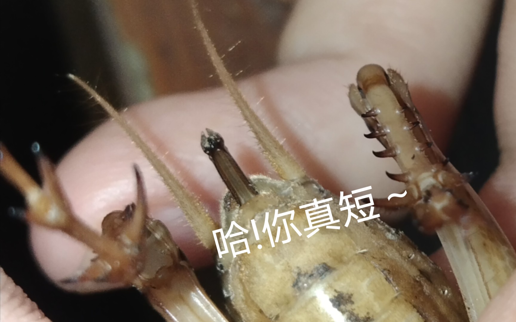 一只产卵器特别短的雌蟋蟀