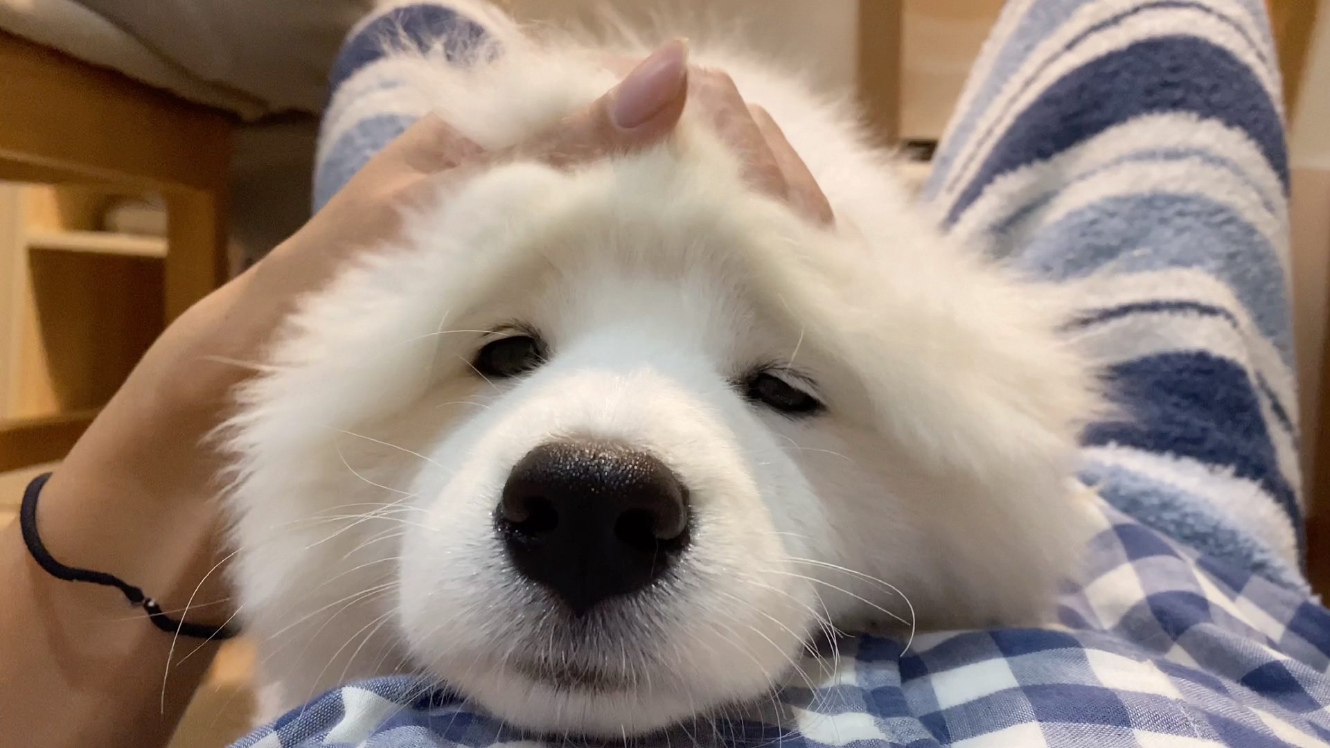 萨摩耶可以有多可爱?