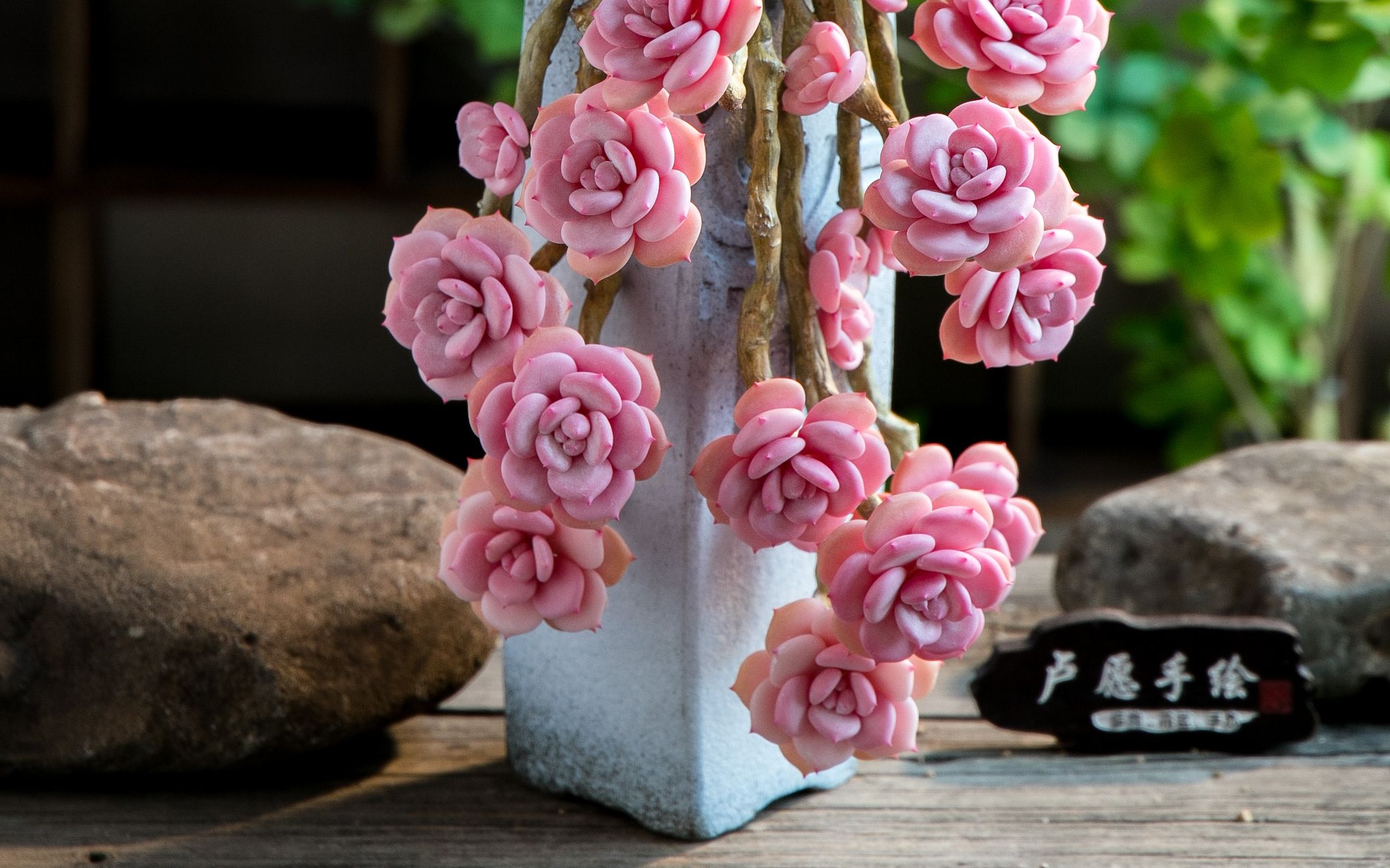 为什么这么仙气的多肉会起名叫白茶悬崖抱仔老桩多肉手工