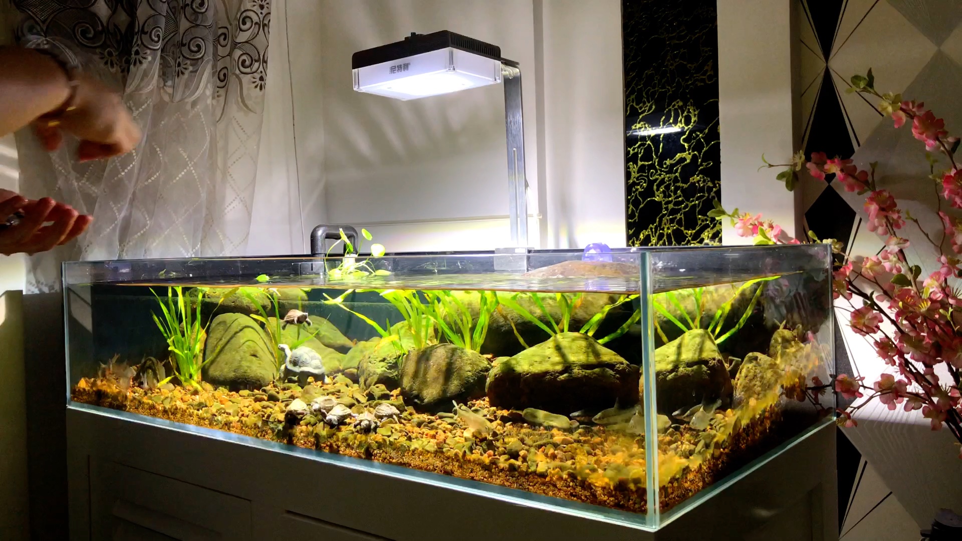 家里的草龟苗放入龟缸