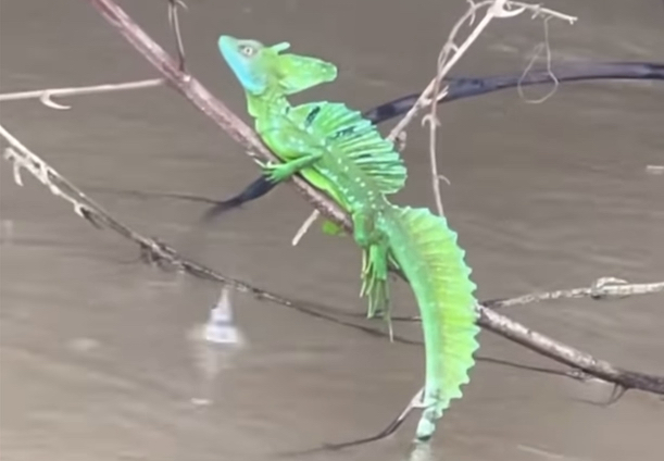 双冠蜥 耶稣蜥在水面奔跑 Basiliscus plumifrons (yt@Surfingwithsnakes哔哩哔哩bilibili