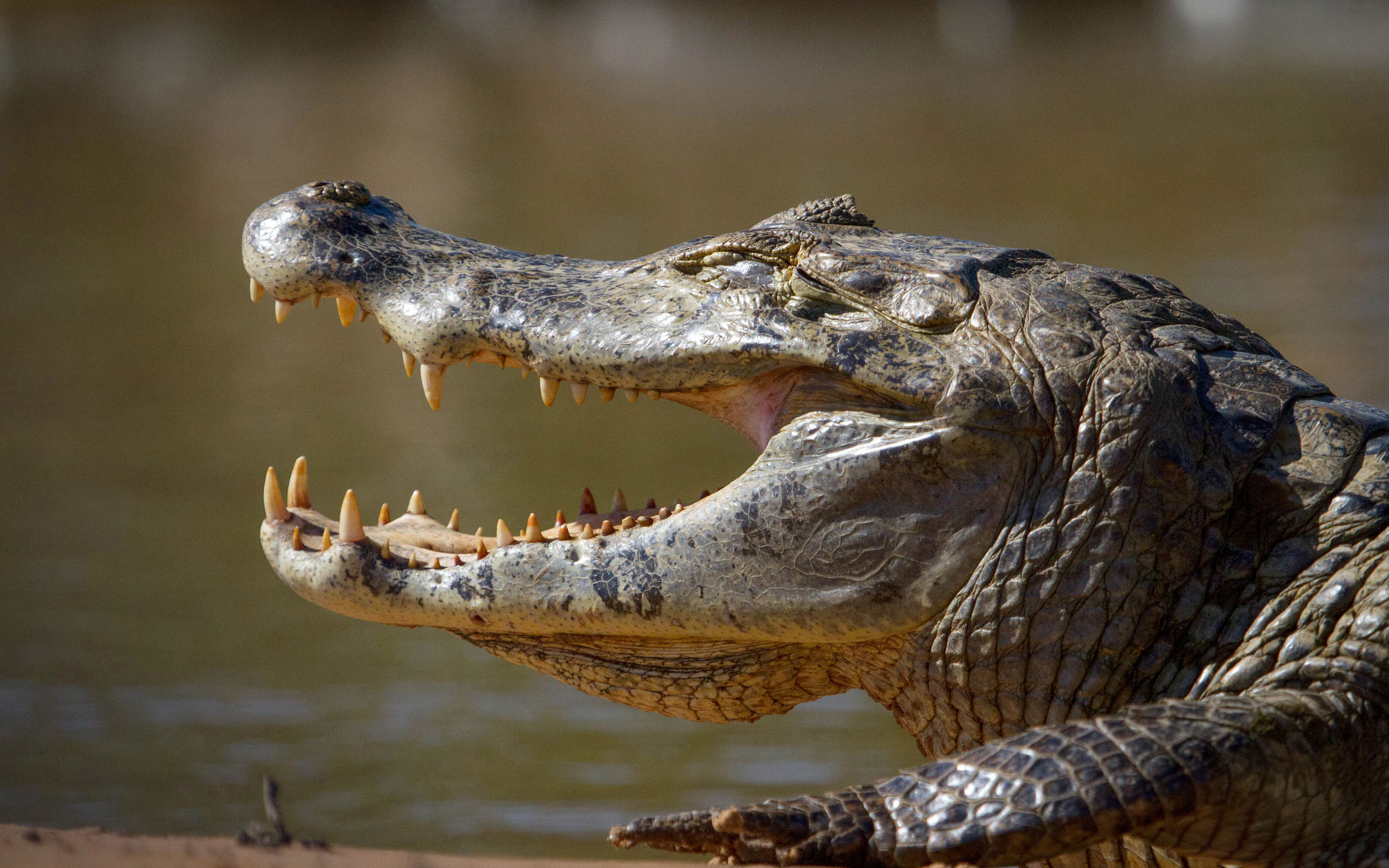 地球脉动 第二季中配版3-纪录片-全集-高清正版在线观看-bilibili