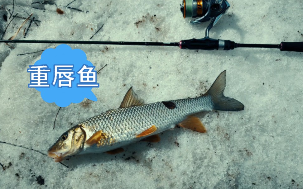 白河探釣重唇魚