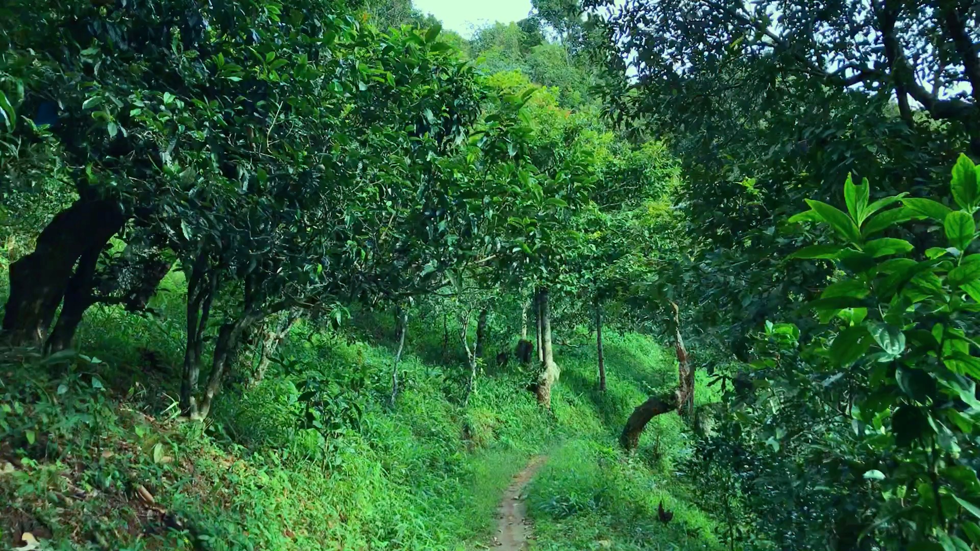 入秋的古茶园#西双版纳#原始古茶园