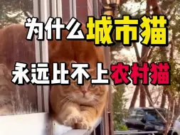 Descargar video: 为什么都说城市猫永远都比不上农村猫？