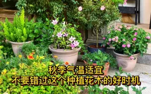 Download Video: 秋季气温适宜，不要错过这个种植花木的好时机。