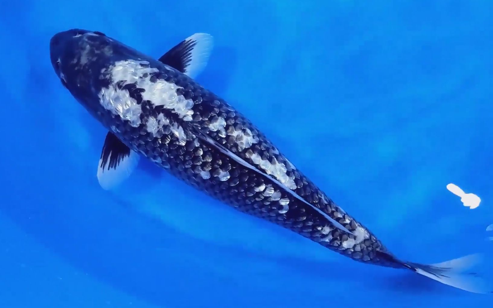 大日黑钻锦鲤 水中活钻石?