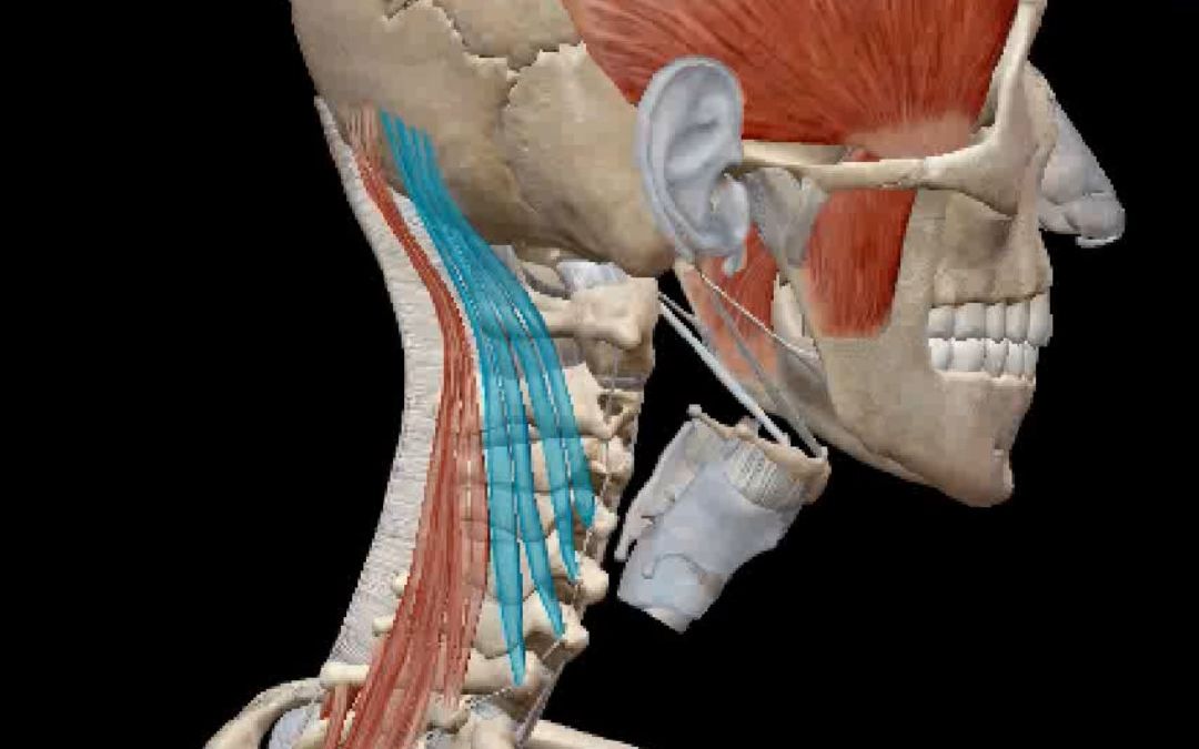 头半棘肌颈半棘肌人体解剖学习