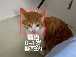 Download Video: 给洗澡时的小猫加上AI面部情绪识别系统