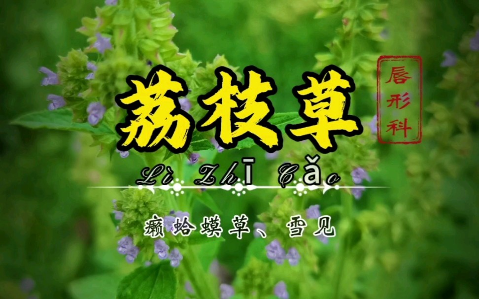 中草药【荔枝草】民间常叫它癞蛤蟆草,开花后让人眼前一亮!哔哩哔哩bilibili