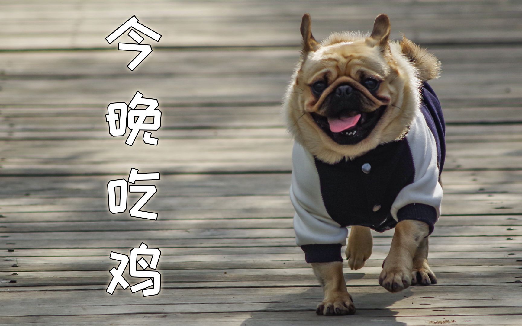 多运动才会有好胃口,巴哥犬哈叽的一天,狗狗吃播,今晚吃鸡,巴扎黑