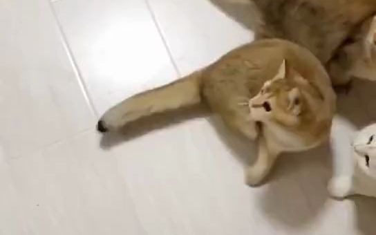 [图]猫咪版四只小天鹅