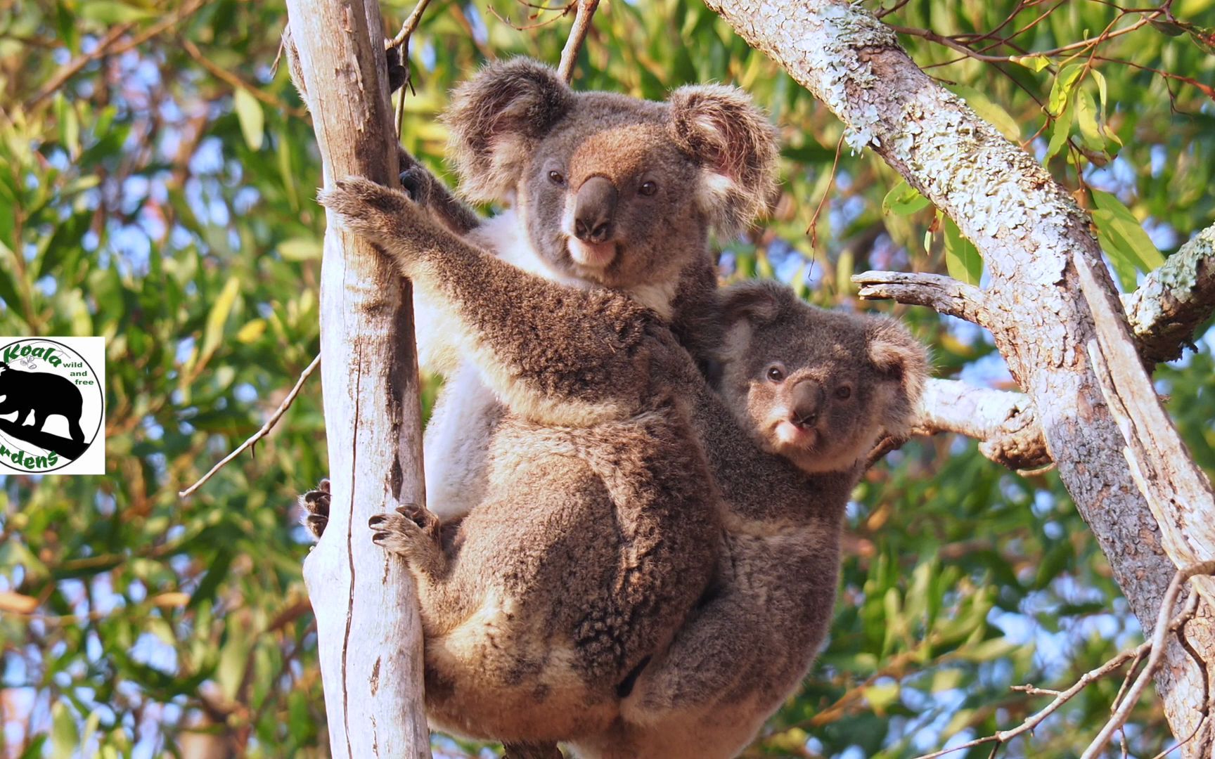 Koalas are now listed as ENDANGERED  what does this really mean哔哩哔哩bilibili