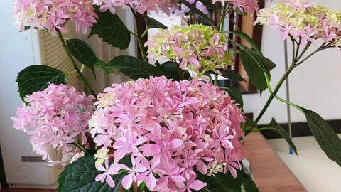 绣球星花火 绣球中的小清新 惊艳了这个冬天 哔哩哔哩 Bilibili