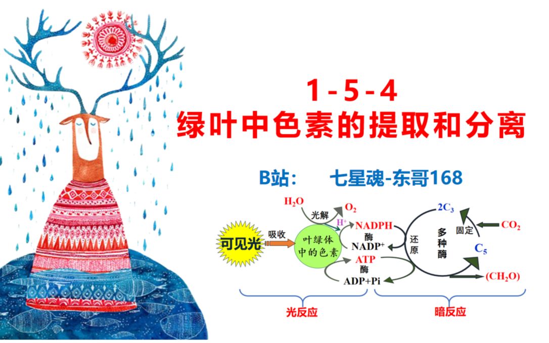 生物必修1-5-4:绿叶中色素的提取分离及叶绿体功能